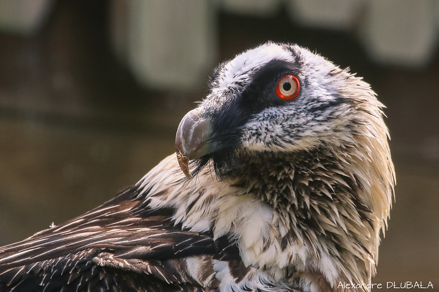 Bearded Vulture (press L for better details) [explored]