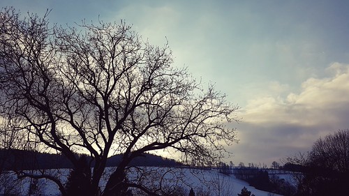 Baumblick in Krumbach by library_mistress, tree baum krumbach buckligewelt loweraustria niederösterreich exterior austria österreich