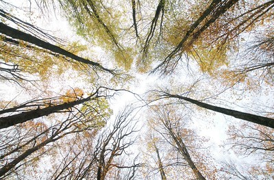herbstliche Baumkronen im Gramschatzer Wald, Mainfranken