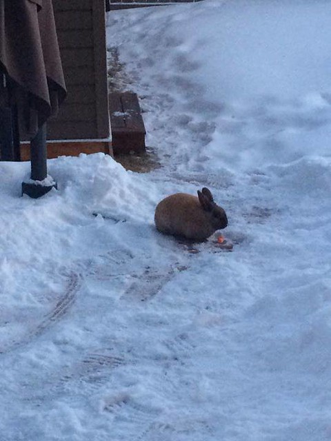 Sighting bunny in #AuburnShores Pls rt, share, watch to help find its owners. YYC Pet Recovery shared Dominika Johnson's post. Anyone lost a bunny in Auburn Shores? 2018-02-20T01:41:02.000Z by YYC Pet Recovery original fb post-click here http://bit.ly/2ok