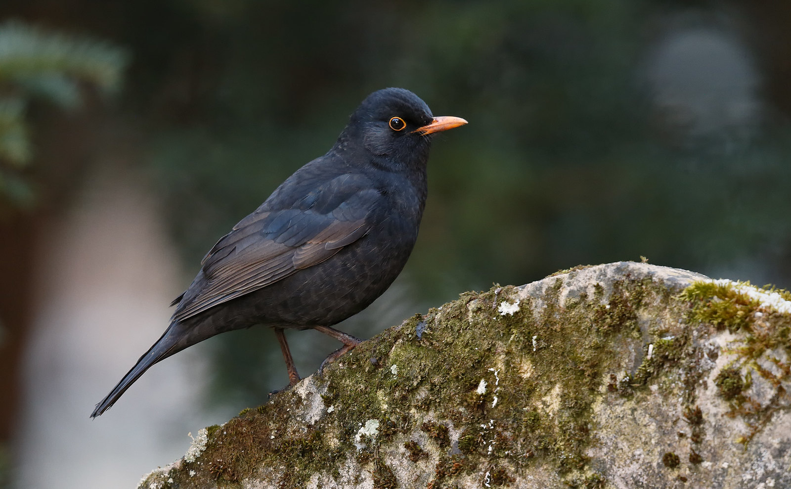 Blackbird on gravestone