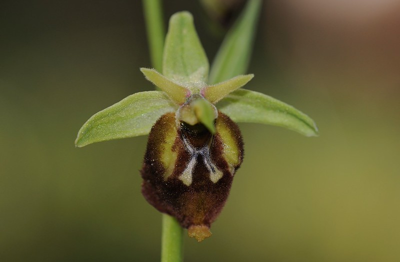 20170414-092F | Kleingezeichnete Ragwurz (Ophrys parvimaculata) bei Gravina di Puglia. Apulien, 14.04.2017