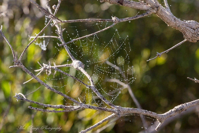 Spider web after early morning rain on a dry land tea tree bush