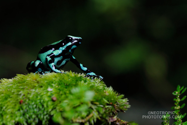 Green-and-black-Poison Frog