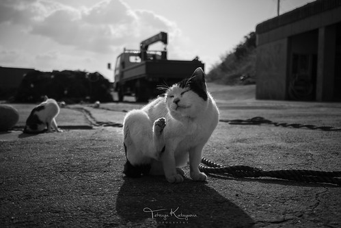 cat bnw monochrome blackandwhite japan nagasaki goto island port landscape