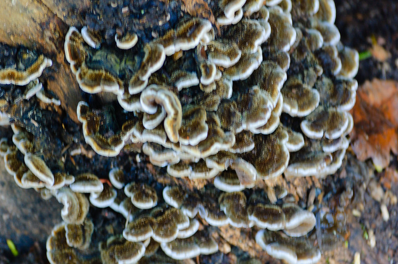 Turkey tail cluster, West Park