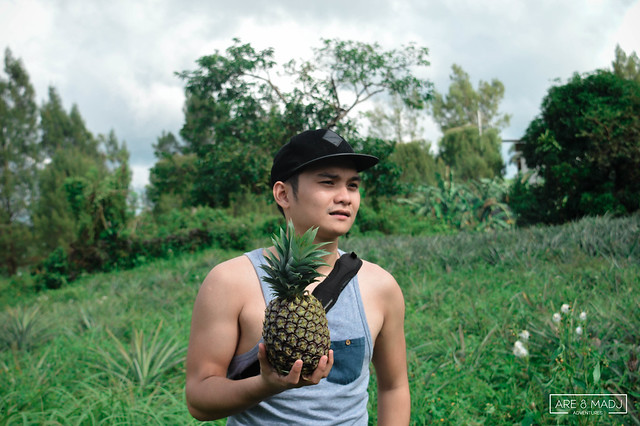 Pineapple Farm, Tagaytay City