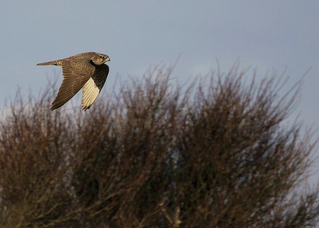 Young Gyrfalcon flying by...