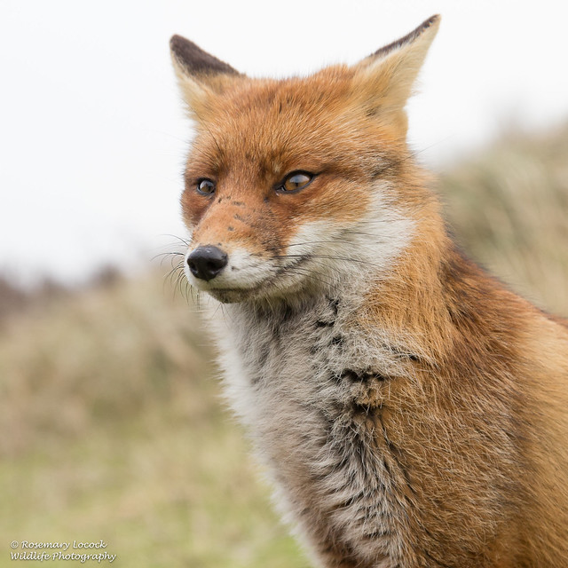 Wild Female Fox (Vixen) - Vulpes vulpes