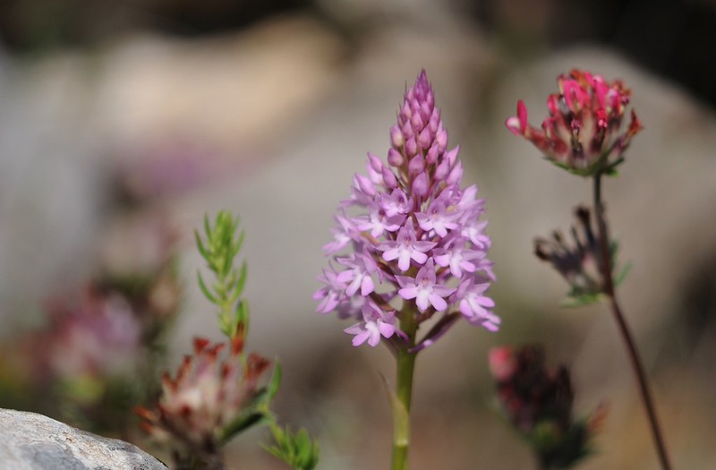 20170415-078F1 | Pyramiden-Orchidee (Anacamptis pyramidalis) bei Ostuni. Apulien, 15.04.2017