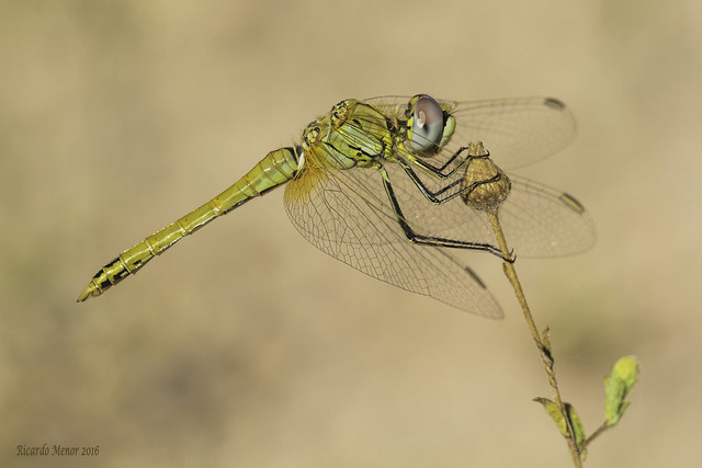 Sympetrum fonscolombii. (Selys, 1840) Yong male