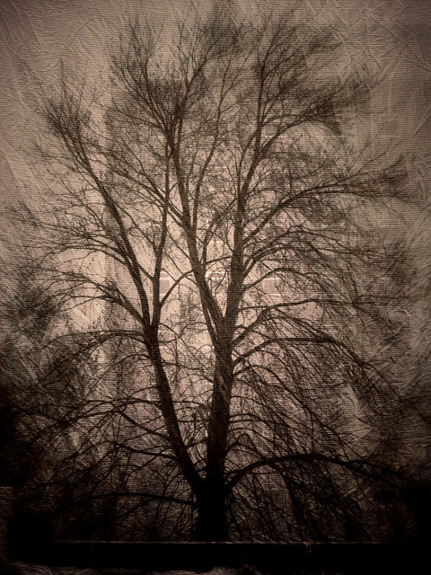 Misty Tree. Windsor, ON.