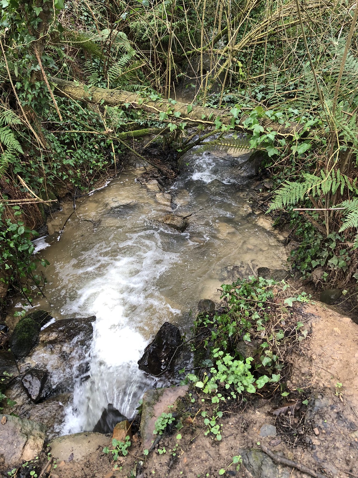 Les ruisseaux sont vifs grâce eaux pluies abondantes de ces 3 derniers mois