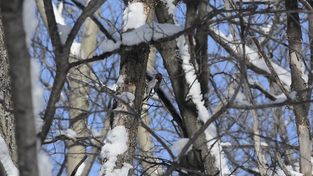 clip of red-headed woodpecker