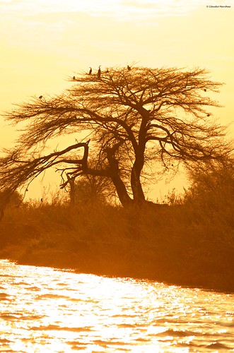 sunset okavango okawango namibia angola river water goldenhour tree pentax pentaxk5 sigma sigma150500