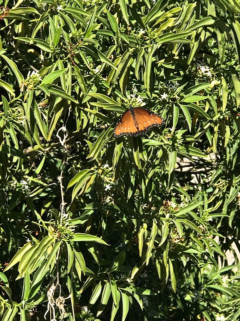 Queen Butterfly at Desert Survivors Nursery <<>> IMG_9697 - Version 2