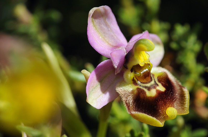 20170415-029F | Spätblühende Wespen-Ragwurz (Ophrys tardans) bei Torre Canne Apulien, 15.04.2017
