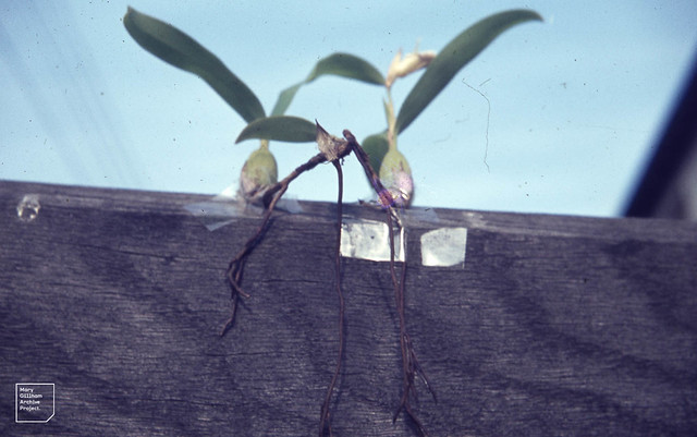 Coelogyne stuck to Creigiau garden gate (African orchid)