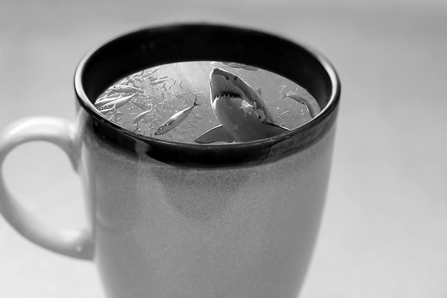 Coffee Shark 01-05-18