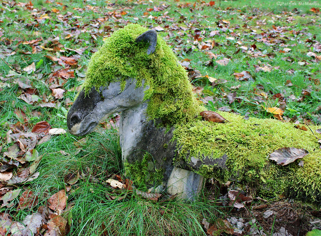 Moss Pony - Washington State