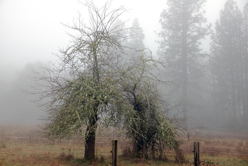 Oak Broken Before Fog | by In Memoriam: russell.tomlin