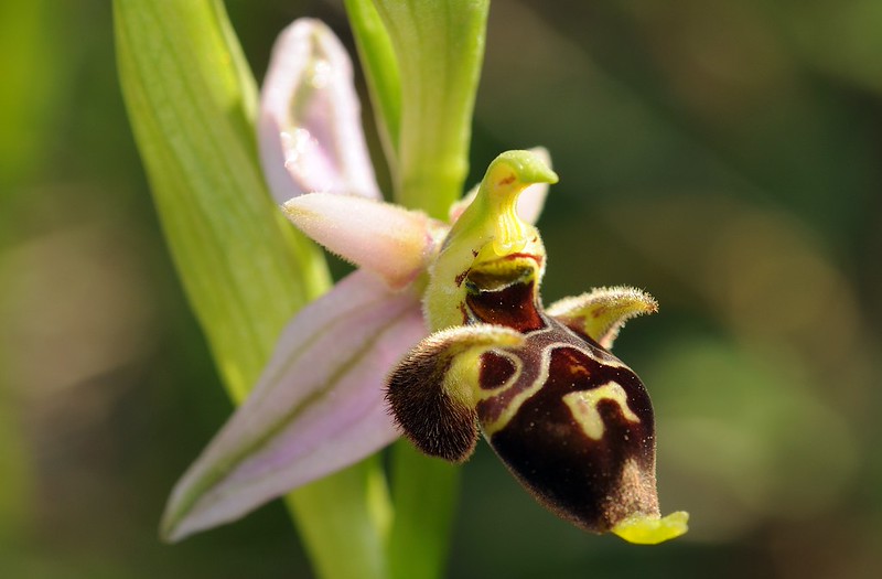 20170413-045F | Monte-Gargano-Ragwurz (Ophrys oestrifera subsp. montis-garganis) bei Vieste. Apulien, 13.04.2017