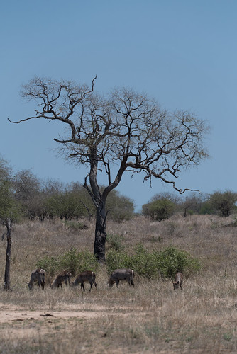 bosbokrand mpumalanga zuidafrika southafrica kruger krugernationalpark bosbokrandmpumalangazuidafrikaza