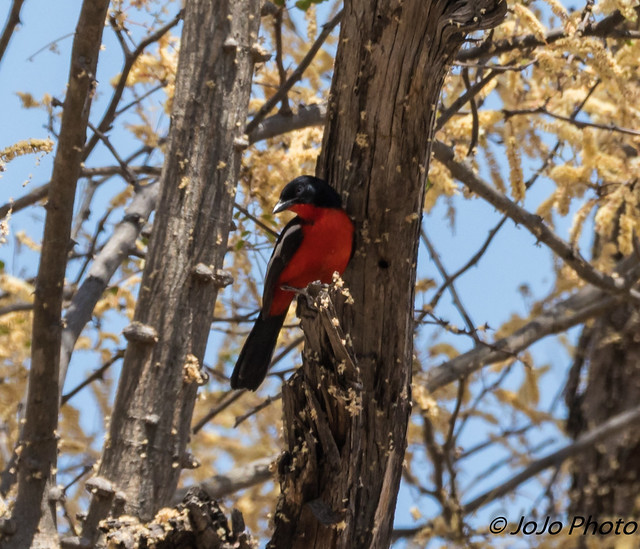 Shrike (Crimson-Breasted) - Okavango Delta, Botswana_2017-111
