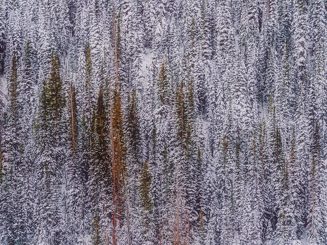 Forest in Snow