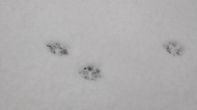 Little Footprints in the  snow
