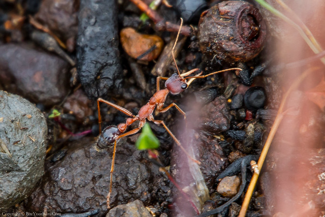 Giant Bull Ant (Myrmecia gulosa)
