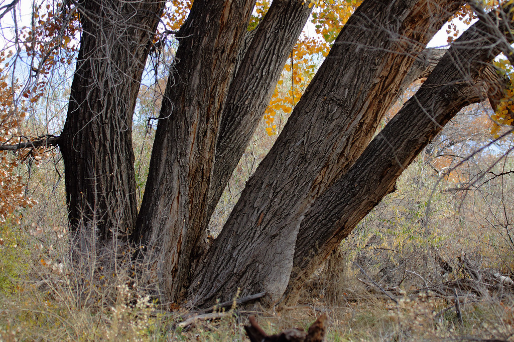 Cottonwood Tree Boles; Albuquerque, NM, Rio Grande Nature Center [Lou Feltz]