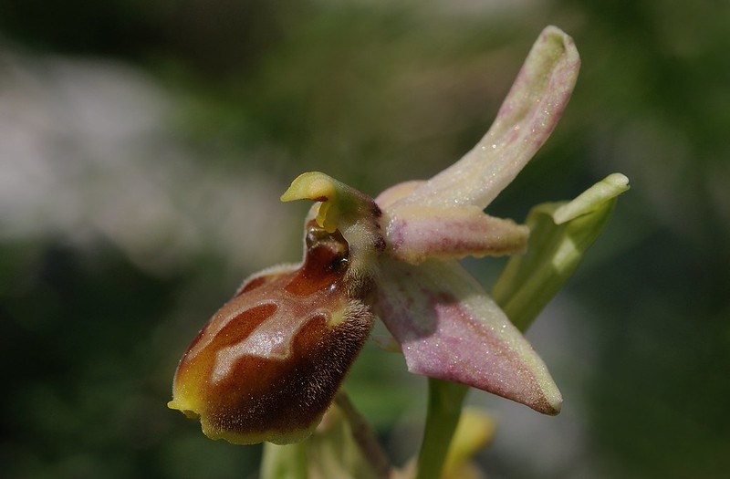20170411-125F | Adriatische Ragwurz (Ophrys archipelagi) bei Mattinata. Apulien, 11.04.2017