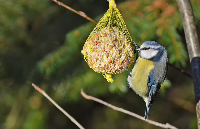 One of my feeders. Lunch for Blue Tit and other birds. Winter, Finland
