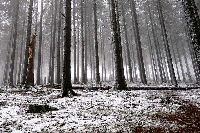 Early in the winter forest
