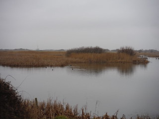 Birdlife in Reed-Ringed Water-Filled Pit, Dungeness RSPB Nature Reserve SWC 154 - Rye to Dungeness and Lydd-on-Sea or Lydd or Circular (Long Lydd Ending)