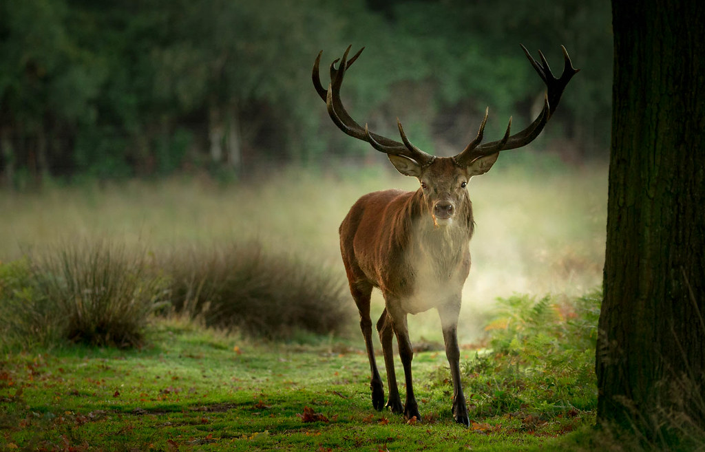 Red Stag Staring