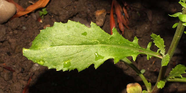 Sweet sultan (Amberboa moschata) leaf
