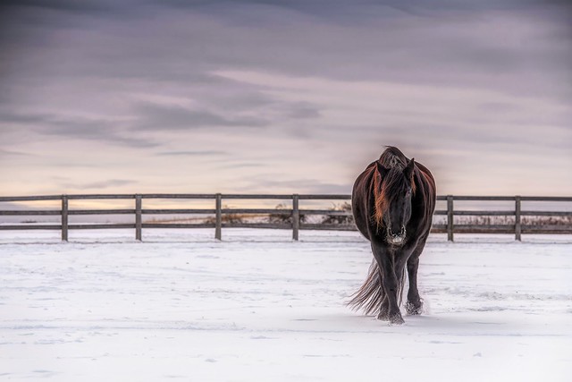 Horse and winter