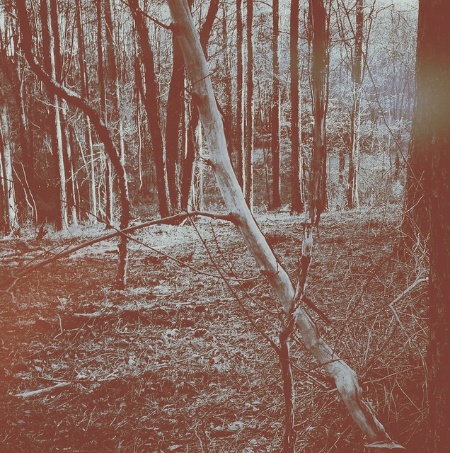 a quiet purposeful walk in the woods
