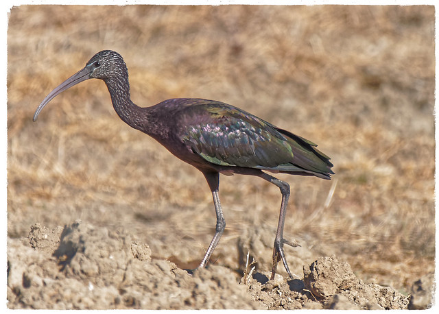 Capó reial - Morito común - Maçarico preto - Glossy ibis - Plegadis falcinellus