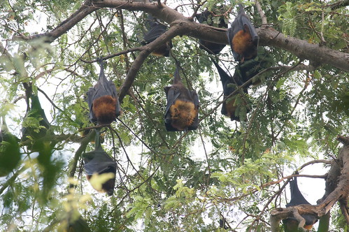 chambalsafari holiday animal bat flyingfox indianflyingfox pteropusgiganteus fruitbat greaterindianfruitbat uttarpradesh india