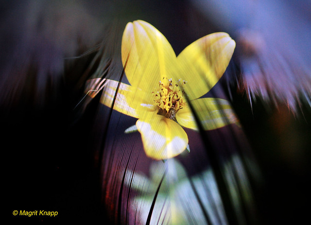 Feder und gelbe Blume