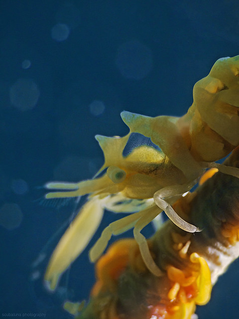 Zanzibar Whip Coral Shrimp, Peitschenkorallen Garnele (Dasycaris zanzibarica)