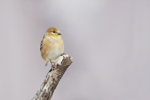 Chardonneret jaune / american goldfinch | by Simon Théberge