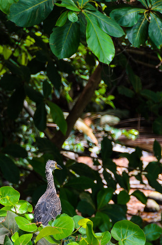 lightroom puertorico honeymoon bahiabeach beach bird water birds flickr