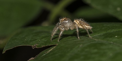 Thiodina sylvana -- Side View by Odonata457, Jumping Spider (Thiodina sylvana) female. Western Regional Park, Howard County, Maryland.park county