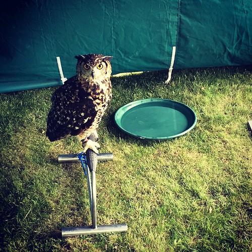 an owl on a perch with a green dish of water next to him