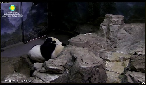 Mei nursing Bei. Attribution: Smithsonian's National Zoo | by helenwoo555