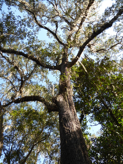 Ocala, FL, Silver Springs State Park, Swamp Oak with Spanish Moss